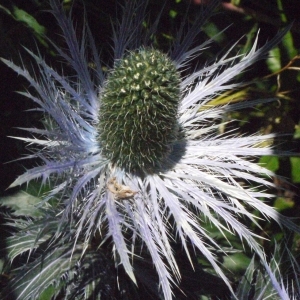 Eryngium alpinum L. (Panicaut des Alpes)