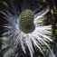  Liliane Roubaudi - Eryngium alpinum L. [1753]