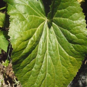 Photographie n°183680 du taxon Eryngium alpinum L. [1753]