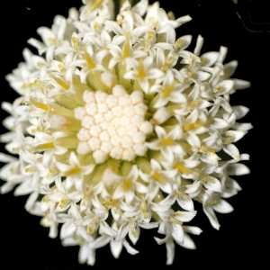 Santolina chamaecyparissus subsp. pecten Rouy (Santoline tomenteuse)