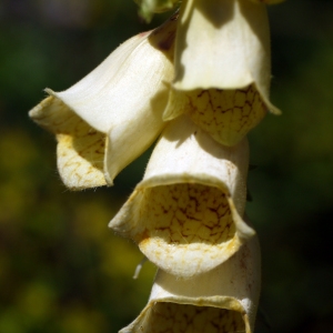 Photographie n°183736 du taxon Digitalis grandiflora Mill. [1768]