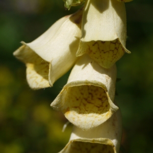 Photographie n°183737 du taxon Digitalis grandiflora Mill. [1768]