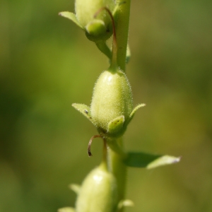 Photographie n°183739 du taxon Digitalis grandiflora Mill. [1768]