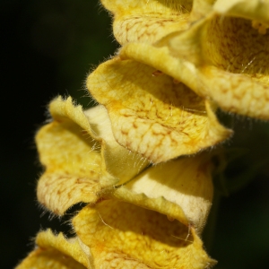 Digitalis ambigua Murray (Digitale à grandes fleurs)