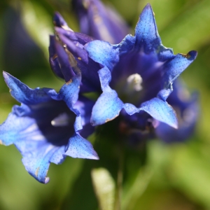 Photographie n°183751 du taxon Gentiana asclepiadea L. [1753]