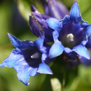 Gentiana asclepiadea L. (Gentiane à feuilles d'asclépiade)