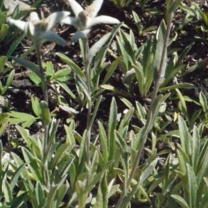 Photographie n°183754 du taxon Leontopodium nivale subsp. alpinum (Cass.) Greuter [2003]
