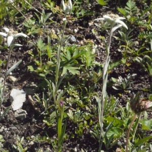 Photographie n°183755 du taxon Leontopodium nivale subsp. alpinum (Cass.) Greuter [2003]