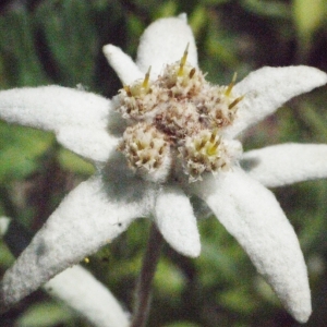 Photographie n°183757 du taxon Leontopodium nivale subsp. alpinum (Cass.) Greuter [2003]