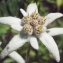  Liliane Roubaudi - Leontopodium nivale subsp. alpinum (Cass.) Greuter [2003]