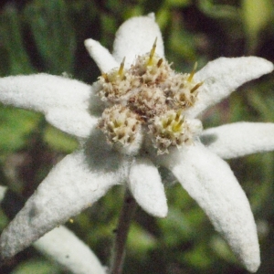 Photographie n°183758 du taxon Leontopodium nivale subsp. alpinum (Cass.) Greuter [2003]