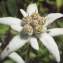  Liliane Roubaudi - Leontopodium nivale subsp. alpinum (Cass.) Greuter [2003]