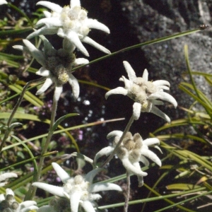 Photographie n°183761 du taxon Leontopodium nivale subsp. alpinum (Cass.) Greuter [2003]