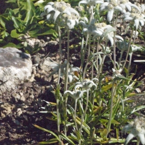 Photographie n°183762 du taxon Leontopodium nivale subsp. alpinum (Cass.) Greuter [2003]