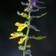  Liliane Roubaudi - Melampyrum nemorosum L. [1753]