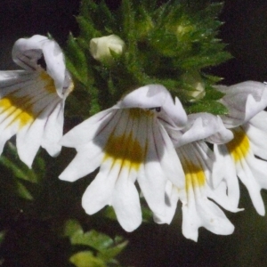 Euphrasia officinalis sensu auct. plur. (Euphraise de Rostkov)