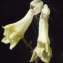  Liliane Roubaudi - Aconitum lycoctonum subsp. vulparia (Rchb.) Nyman [1889]