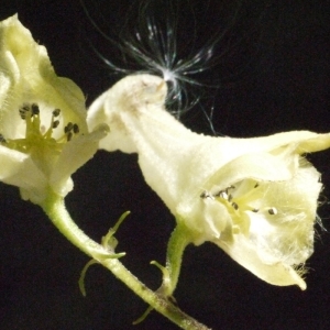 Aconitum vulparia subsp. thalianum (Wallr.) Vollm. (Aconit tue-loup)