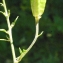  Liliane Roubaudi - Aconitum lycoctonum subsp. vulparia (Rchb.) Nyman [1889]