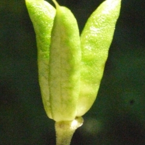 Photographie n°183791 du taxon Aconitum lycoctonum subsp. vulparia (Rchb.) Nyman [1889]