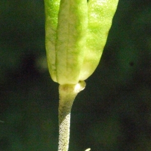 Photographie n°183792 du taxon Aconitum lycoctonum subsp. vulparia (Rchb.) Nyman [1889]