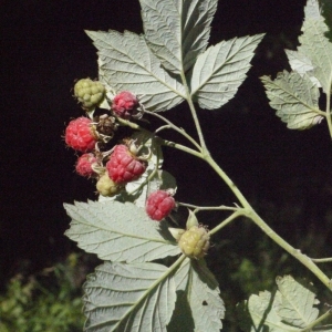 - Rubus idaeus L. [1753]