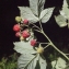  Liliane Roubaudi - Rubus idaeus L. [1753]