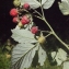  Liliane Roubaudi - Rubus idaeus L. [1753]