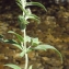  Liliane Roubaudi - Mentha longifolia (L.) Huds. [1762]