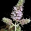  Liliane Roubaudi - Mentha longifolia (L.) Huds. [1762]