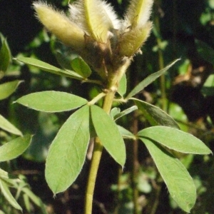 Cytisus multiflorus (L'Hér.) Sweet (Cytise à fleurs blanches)