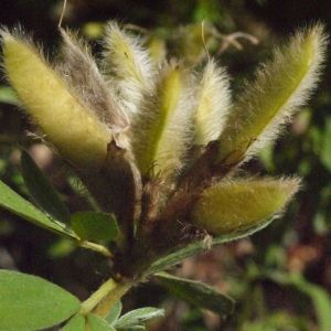 Photographie n°183896 du taxon Cytisus multiflorus (L'Hér.) Sweet [1826]