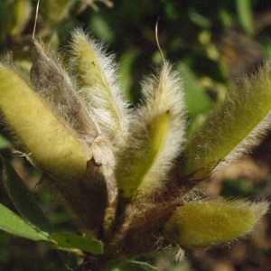 Photographie n°183897 du taxon Cytisus multiflorus (L'Hér.) Sweet [1826]