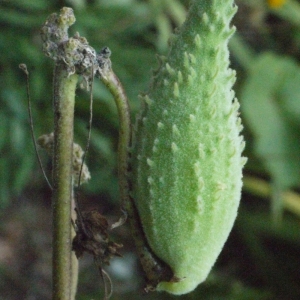 Photographie n°183901 du taxon Asclepias syriaca L. [1753]