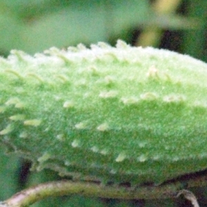 Photographie n°183902 du taxon Asclepias syriaca L. [1753]