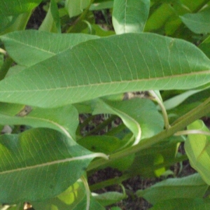 Photographie n°183904 du taxon Asclepias syriaca L. [1753]