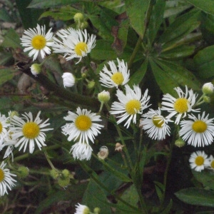 Photographie n°183909 du taxon Erigeron annuus (L.) Desf. [1804]