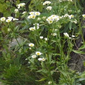 Photographie n°183912 du taxon Erigeron annuus (L.) Desf. [1804]