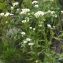  Liliane Roubaudi - Erigeron annuus (L.) Desf. [1804]