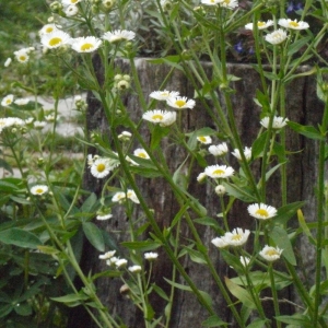 Photographie n°183915 du taxon Erigeron annuus (L.) Desf. [1804]