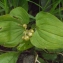  Liliane Roubaudi - Maianthemum bifolium (L.) F.W.Schmidt