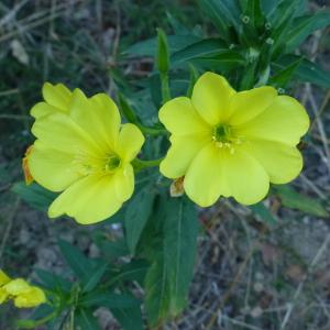 Photographie n°183952 du taxon Oenothera biennis L. [1753]