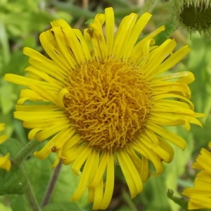 Pulicaria dysenterica subsp. uliginosum Nyman (Pulicaire dysentérique)