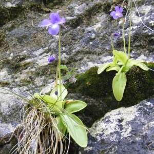  - Pinguicula longifolia subsp. caussensis Casper [1962]