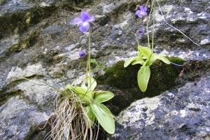 Jean-Claude Calais, le 19 mai 2008 (La Malène)