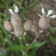  Liliane Roubaudi - Silene vulgaris (Moench) Garcke [1869]