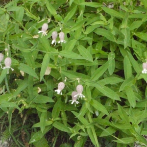 Photographie n°183994 du taxon Silene vulgaris (Moench) Garcke [1869]