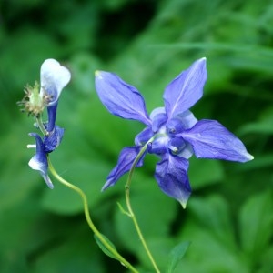 Photographie n°183998 du taxon Aquilegia alpina L. [1753]