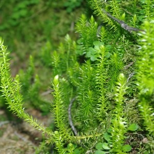  - Lycopodium annotinum L. [1753]