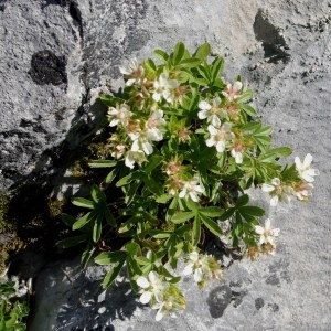  - Potentilla caulescens L. [1756]